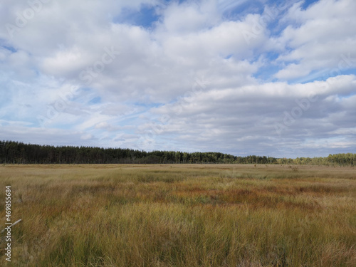 High, dry, swamp grass against the background of a forest and a beautiful sky with clouds.