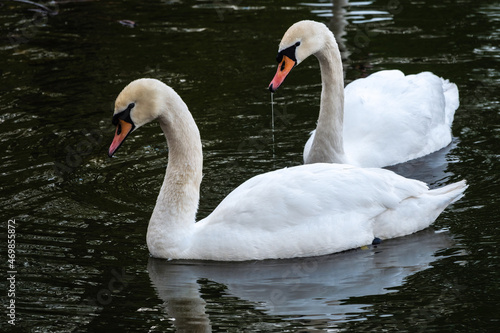 Fototapeta Naklejka Na Ścianę i Meble -  Two graceful white swans swim in the dark water.
