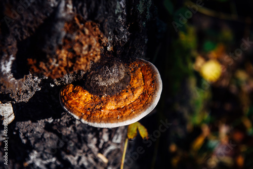 Medicinal tree mushroom chaga on the trunk of old birch, close-up. Orange parasite mushroom in natural sunlight, blurred background.