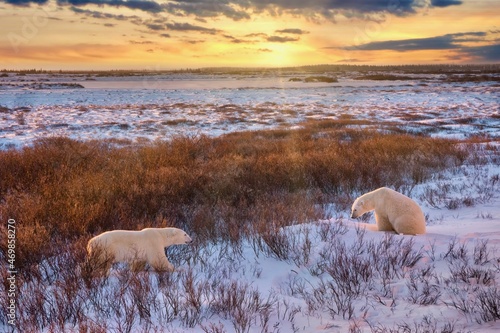 Fototapeta Two wild polar bears (Ursus maritimus) about to meet each other at sunrise, in their natural habitat with willow shrubs and a snowy tundra landscape, near Churchill, Manitoba, Canada