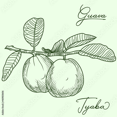 Guava sketch. Hand drawing of guava, fresh fruits and leaves. Black and white illustration