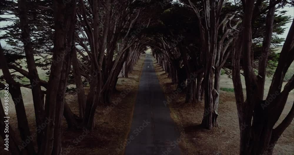 Aerial moving through cypress tree tunnel california