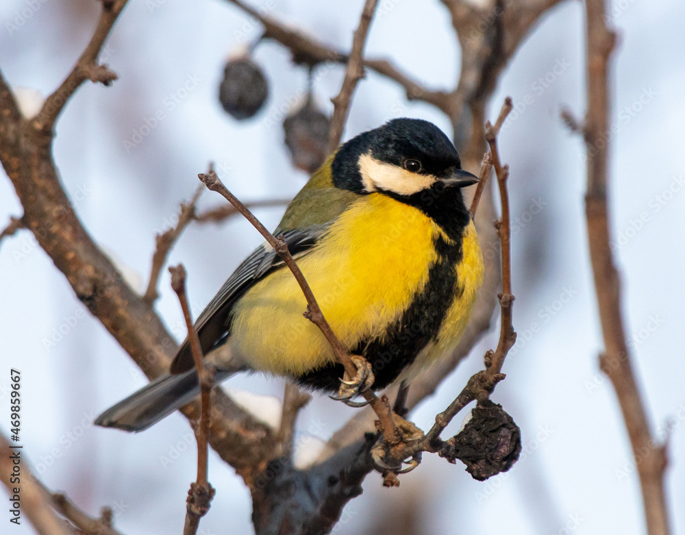 Portrait of a yellow bird on the branches of a tree Portrait of a yellow bird on the branches of a tree