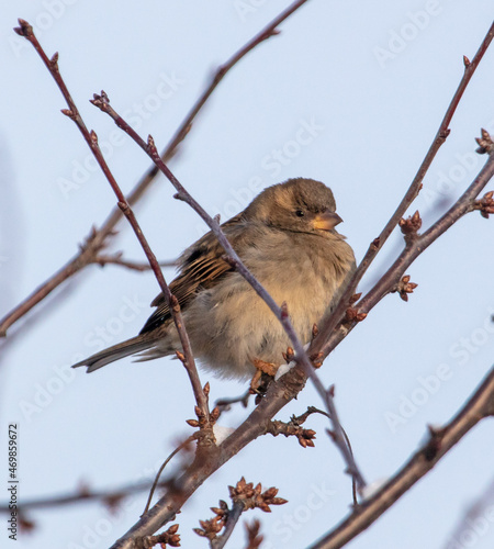 Portrait of a sparrow on the branches of a tree