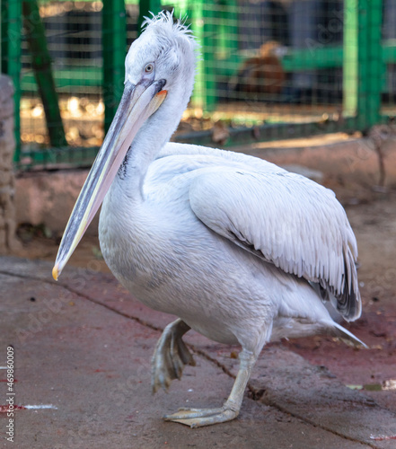 Pelican bird portrait at zoo. © schankz