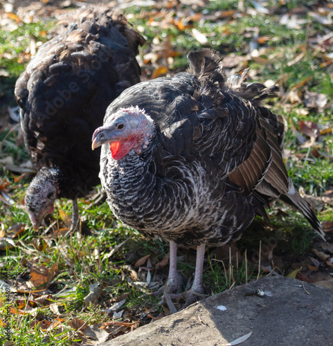 Portrait of a turkey in the park.
