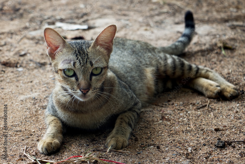 Closeup of cat face lying on the sand