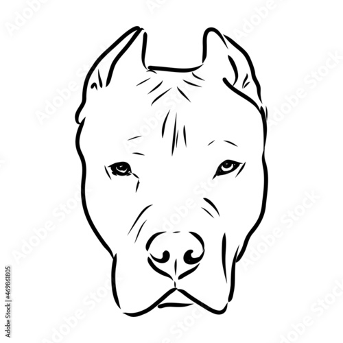 Sketch of Dog Pit bull terrier. Vector Illustration