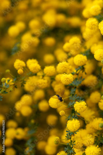 Mimosa Fly

