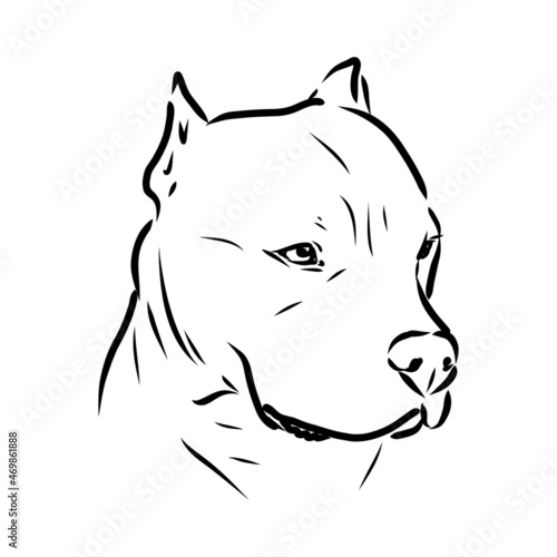 Sketch of Dog Pit bull terrier. Vector Illustration