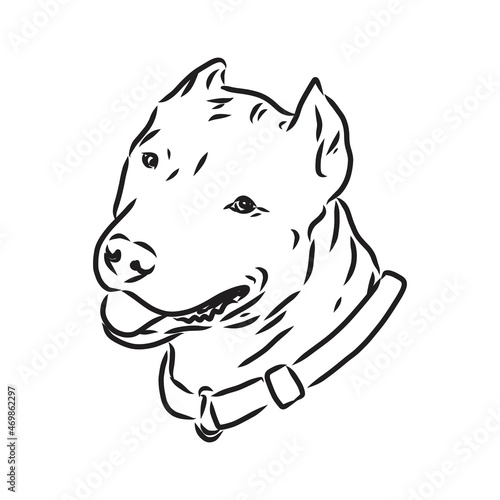 Sketch of Dog Pit bull terrier. Vector Illustration