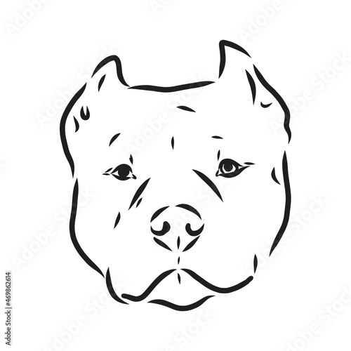 Sketch of Dog Pit bull terrier. Vector Illustration