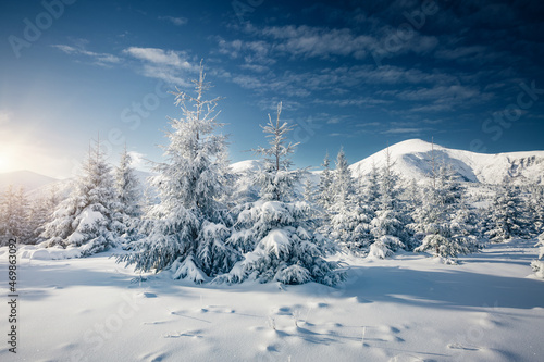 Fantastic snow-covered spruces on a frosty day. Carpathian mountains, Ukraine, Europe. © Leonid Tit