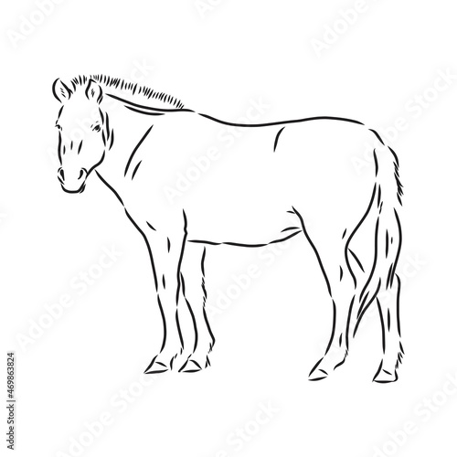 The Przewalski s horse  an abstract image on a white background. Vector illustration  picture a wild stallion