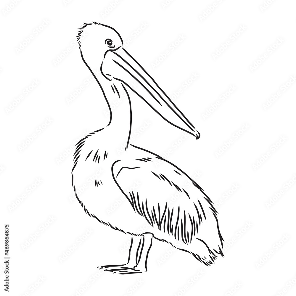 Hand drawn pelican portrait made in vector in linear sketch style. Vector graphic for branding or advertising. Hand drawn pelican portrait made in vector in linear sketch style. Vector graphic for branding or advertising.