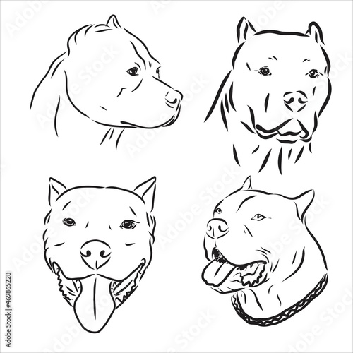 Sketch of Dog Pit bull terrier. Vector Illustration