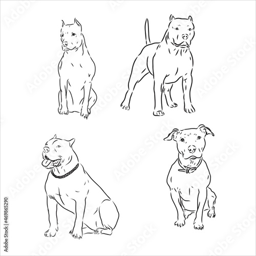 Sketch of Dog Pit bull terrier. Vector Illustration