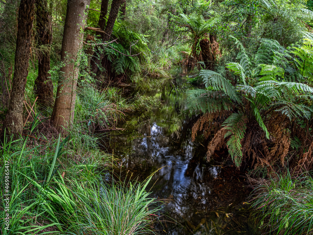Tree Fern Creek Tree Fern Creek