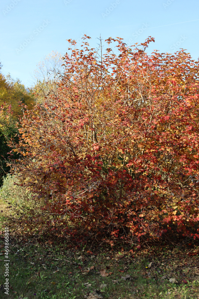 Viburnum opulus with many red and brown leaves in autumn season. Snowball bush in the garden Viburnum opulus with many red and brown leaves in autumn season. Snowball bush in the garden