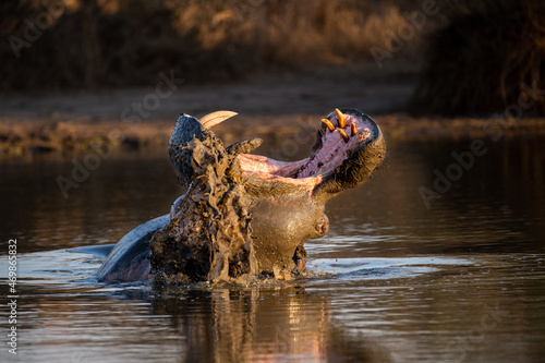 A hippo, Hippopotamus amphibius, yawns while in the water, teeth visible photo