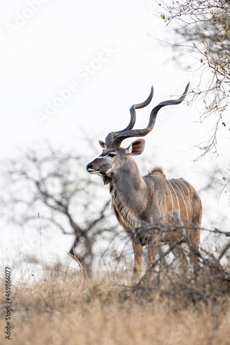 A kudu bull, Tragelaphus strepsiceros, stands in amoungst dry grass and branches