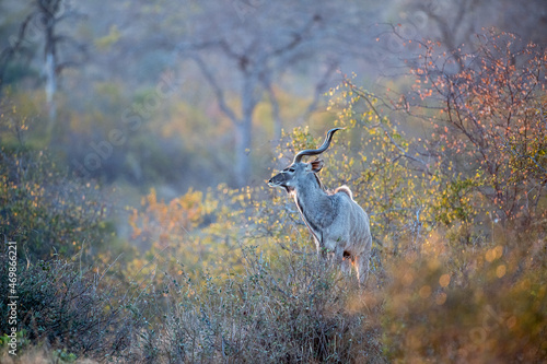 A kudu bull, Tragelaphus strepsiceros, standing alert in a clearing of sunlight foliage photo