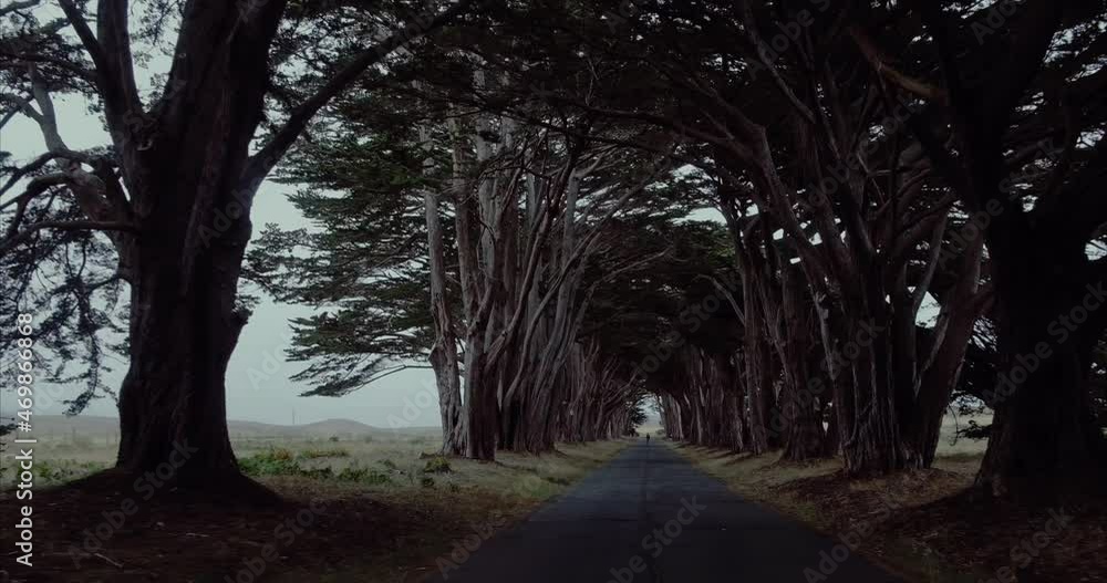 Aerial moving through cypress tree tunnel california