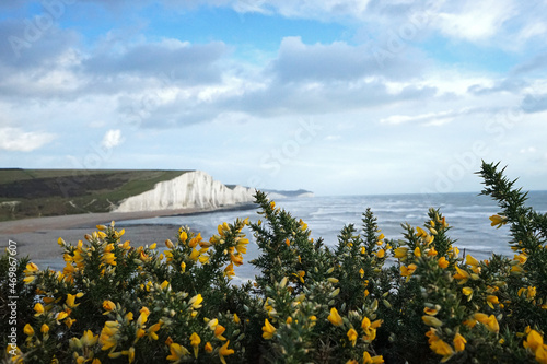 Close up Gorse Bush flowers with natural landscape of Seven sisters chalk cliffs, National country park located in Sussex- England, United Kingdom