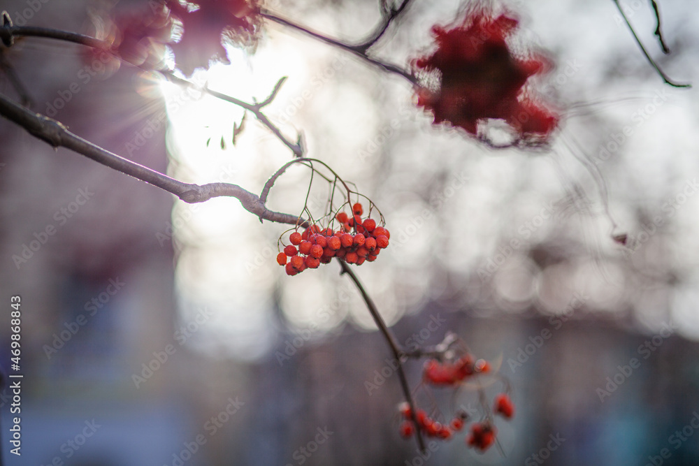 Berries of mountain ash branches are red on a blurry autumn background. Autumn harvest still life scene. Soft focus backdrop photography. Copy space.