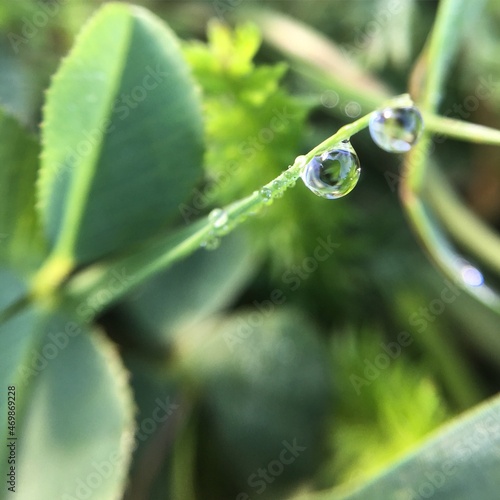 Dew drop on green grass. Morning dew