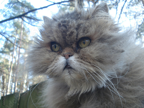 Image portrait of a nice fluffy street persian cat with the green eyes. photo