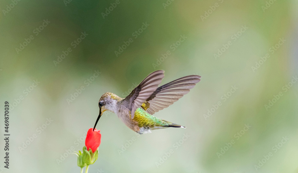 Fototapeta premium Black-chinned hummingbird