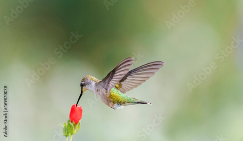 Black-chinned hummingbird © Puttaswamy
