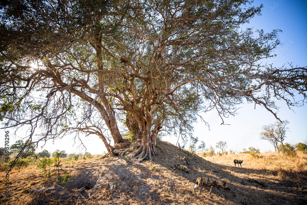 A pack of wild dog, Lycaon pictus, lie outside their den in a termite mound and under a big tree. A pack of wild dog, Lycaon pictus, lie outside their den in a termite mound and under a big tree.