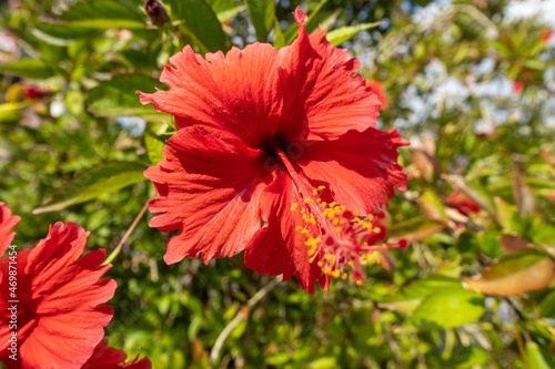 赤いハイビスカス