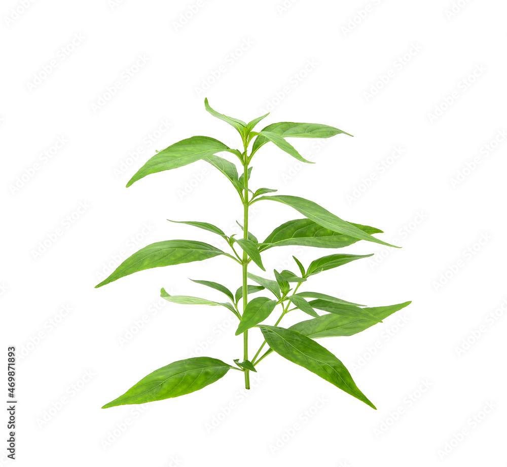 Branch of fresh Andrographis paniculata leaf isolated on white background. Thai herb medicine plant concept. Branch of fresh Andrographis paniculata leaf isolated on white background. Thai herb medicine plant concept.