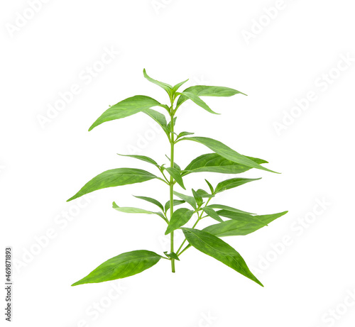 Branch of fresh Andrographis paniculata leaf isolated on white background. Thai herb medicine plant concept.