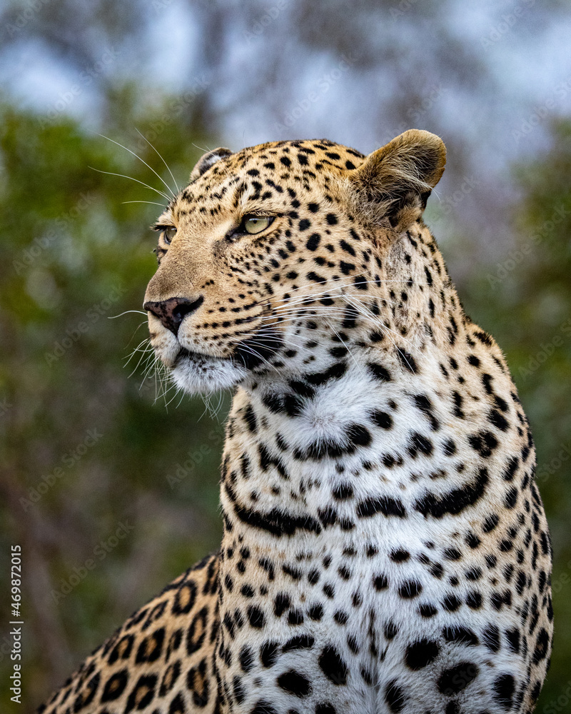 A portrait of a female leopard, Panthera pardus, looking out of frame
A portrait of a female leopard, Panthera pardus, looking out of frame