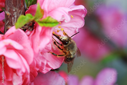 Bees collect nectar from flowers, North China