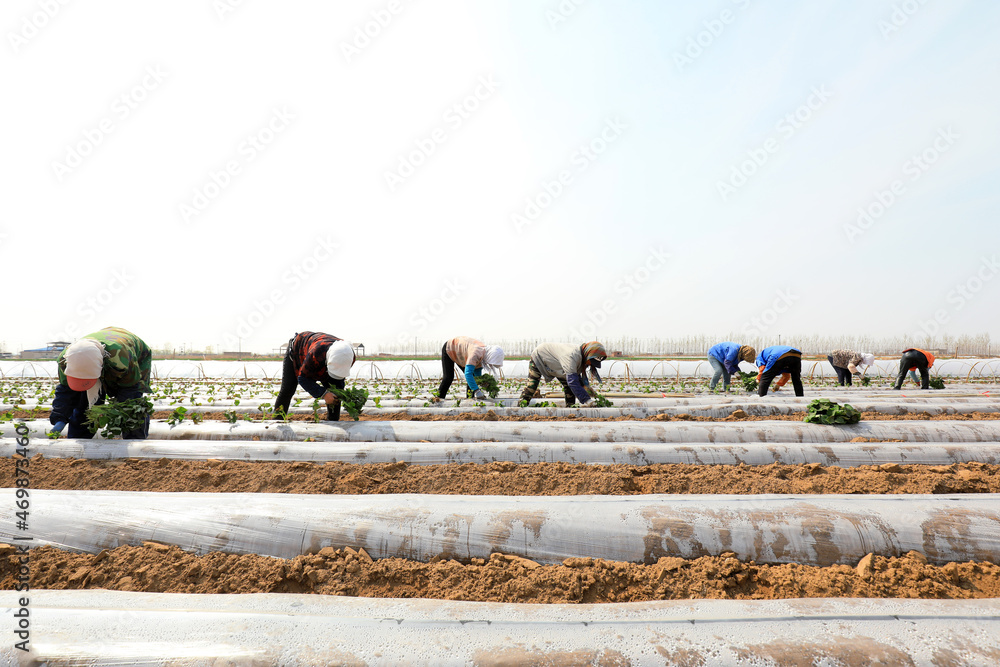 farmers are planting sweet potato seeds in the fields.