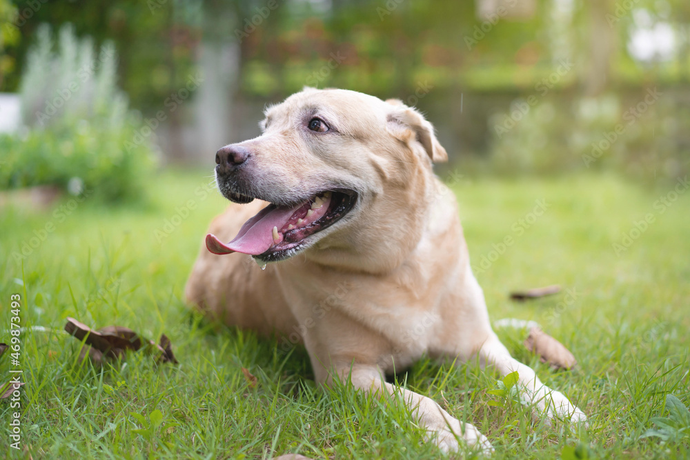 Portrait of playful adult Labrador retriever playing at grass lawn close up with copyspace. Dog enjoying in the backyard grass field close up.