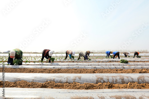 Obraz na płótnie farmers are planting sweet potato seeds in the fields. w salonie