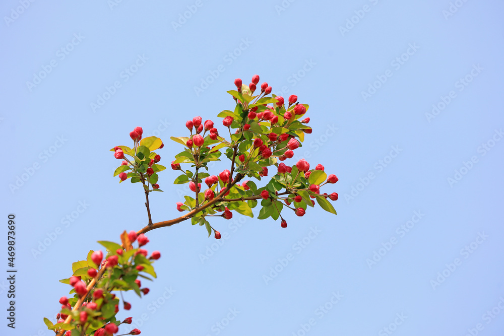 Begonia flowers in botanical garden, North China Begonia flowers in botanical garden, North China
