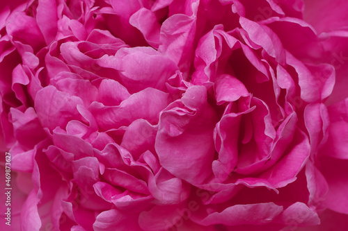 Peony petals. Pink floral background.