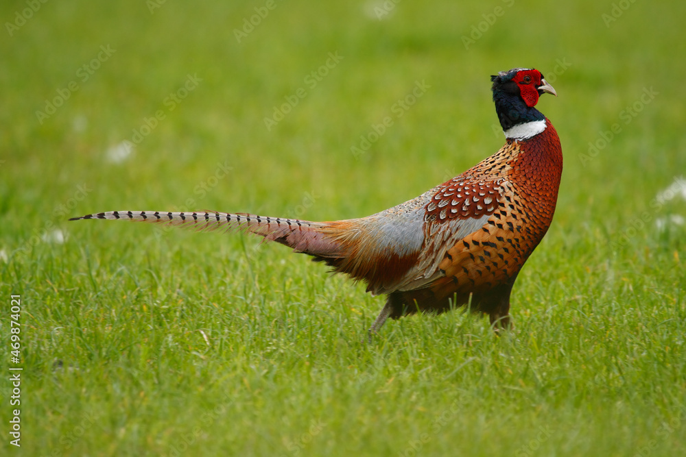Fototapeta premium pheasant male in the grass