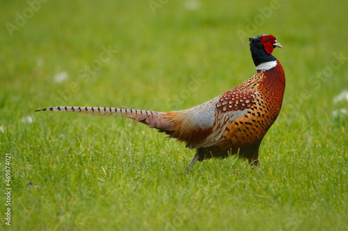 pheasant male in the grass photo