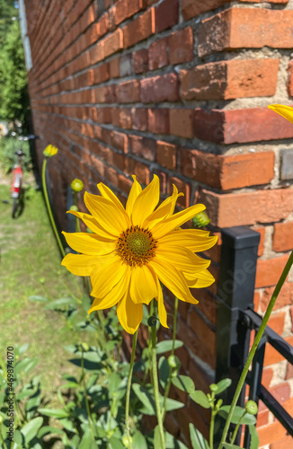 Maximilian sunflower photo