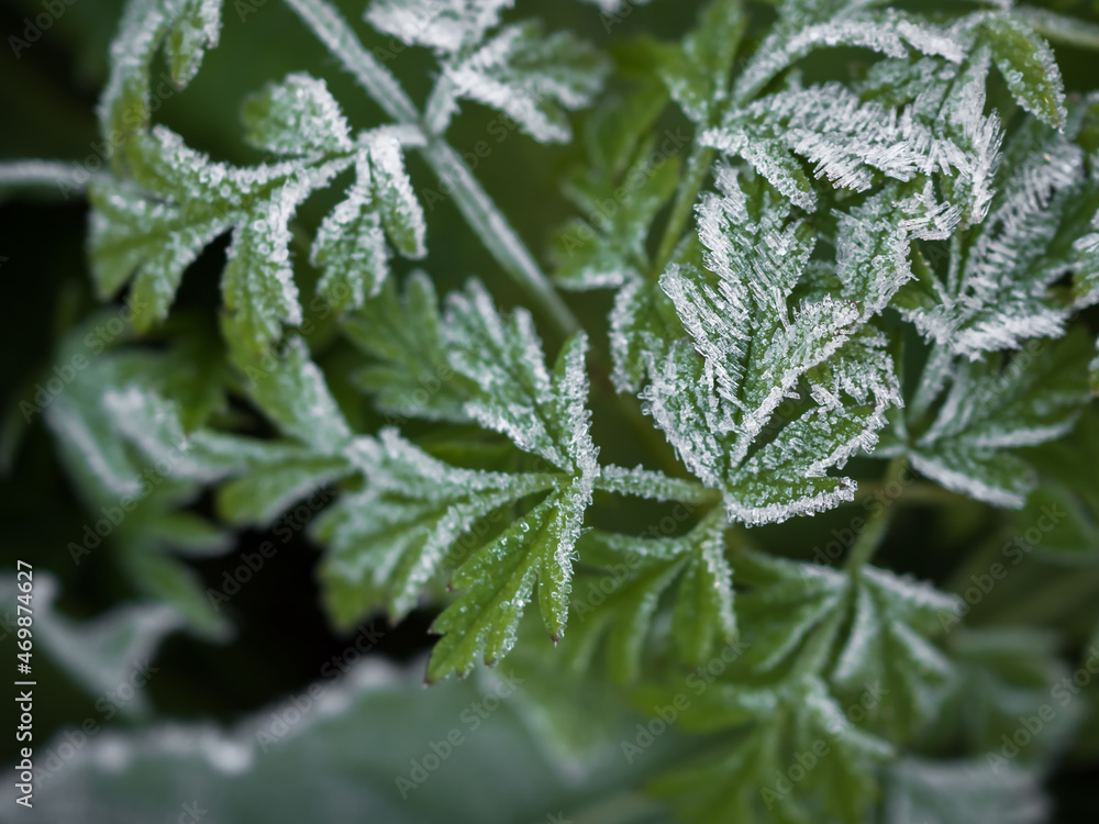 Close-up of the first frost on the leaves in the grass. Selective focus. Horizontally. Close-up of the first frost on the leaves in the grass. Selective focus. Horizontally.