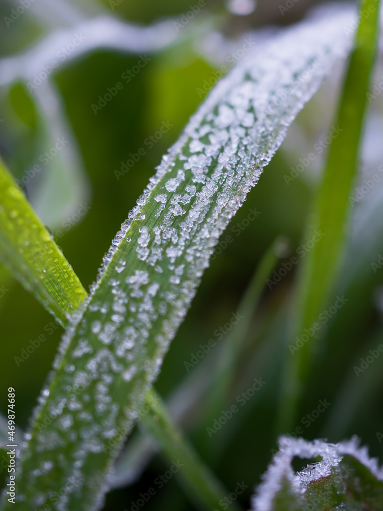 Close-up of the first frost on a blade of grass. Frost texture. Side view. Vertically. The arrival of winter. Close-up of the first frost on a blade of grass. Frost texture. Side view. Vertically. The arrival of winter.