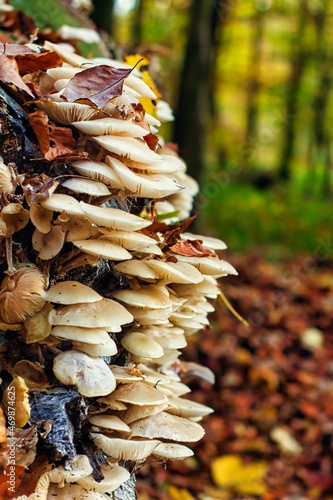 Pilz Kolonie mitten im Herbstwald